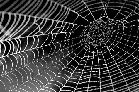 Free picture: spider, web, texture, dew