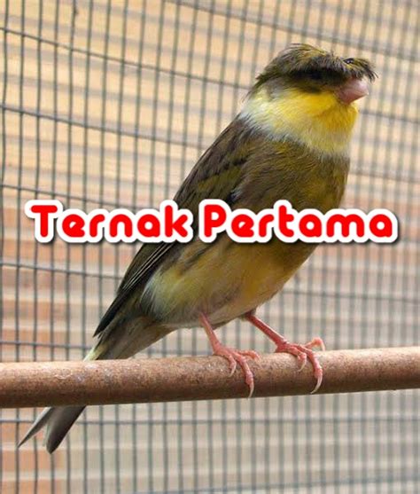 Download Suara Burung Kenari Gacor Durasi Panjang Mp3