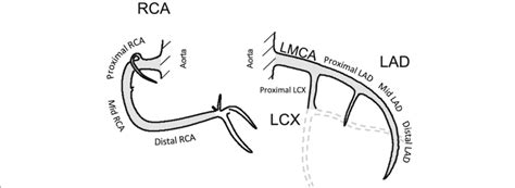 The Coronay Arteries The Coronary Arteries The Right Coronary Artery