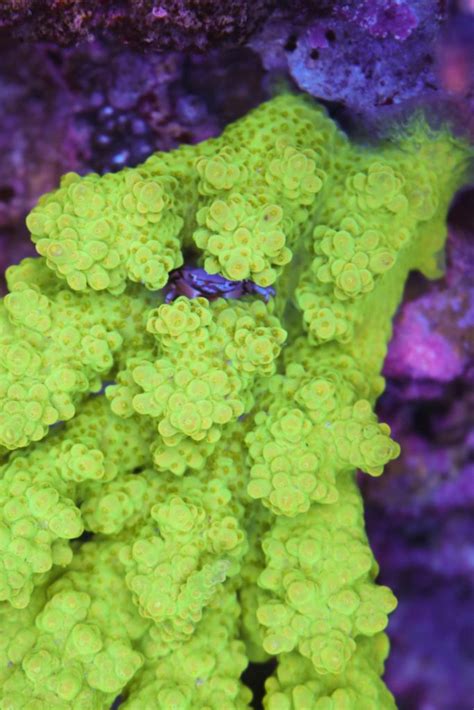 Acropora Growth Frag Box Corals