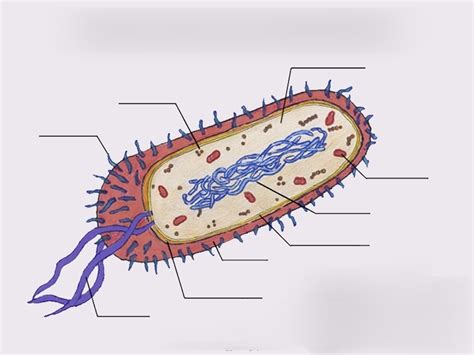 Bacterial Cell Structure Blank