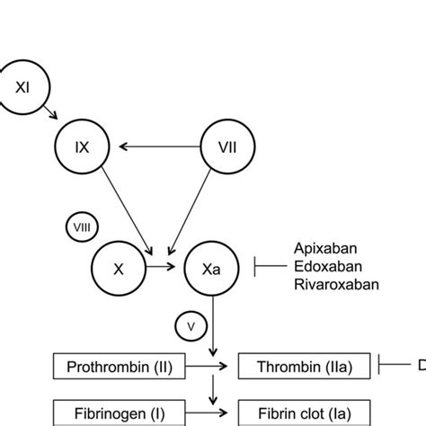 Key Targets Of The Direct Oral Anticoagulants In The Coagulation Cascade Download Scientific