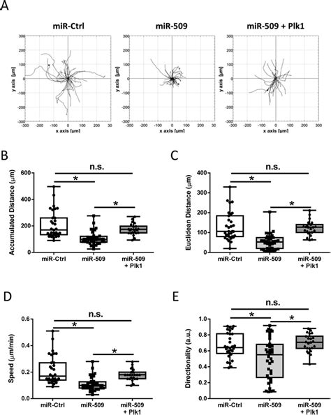 MiR 509 Negatively Regulates Smooth Muscle Cell Migration Through Plk1