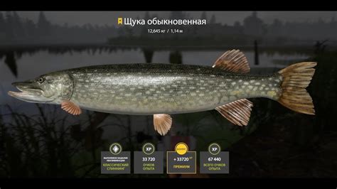 Russian Fishing 4 Old Burg Lake Pike Trophy 17 04 2024 YouTube