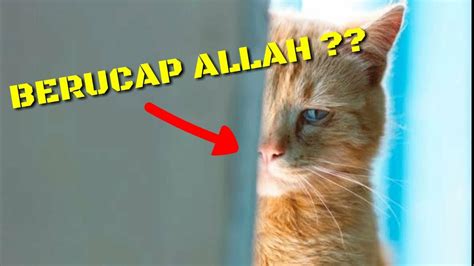 TERCYDUK KUCING BERUCAP ALLAH TEREKAM KAMERA Hewan2 Berikut