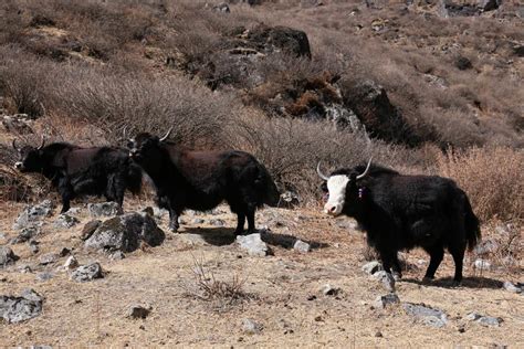 Langtang Gosainkunda Helambu Trek Gosaikunda Pilgrimage Tour Packeges