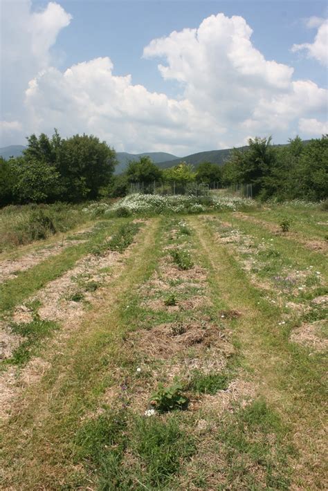 Balkan Ecology Project : Snake Eggs, Perennial Herbs, Polyculture Gardens. Week 9 - The ...