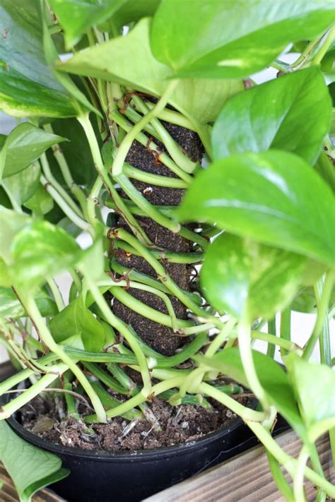 How To Care For A Pothos Plant The Perfect Houseplant For Beginners Natalie Linda