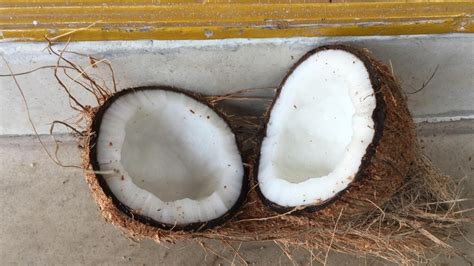 A Grade Pollachi Semi Husked Coconut Packaging Size Kg Coconut