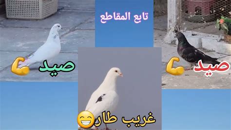 صيد زوج 2💪والثالث شوفوا شلون طار🤣 لاتنسى الاشتراك ولايك للمقطع تحياتي