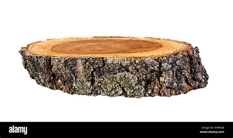 Cross Section Of Tree Trunk Isolated On White Background Stock Photo