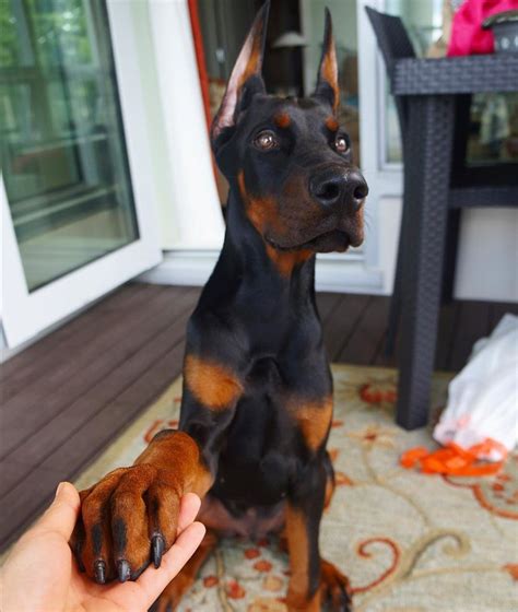 Doberman Pinscher Puppy My Interests