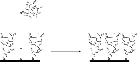 2 Schematic Representation Of The Grafting To Technique For The