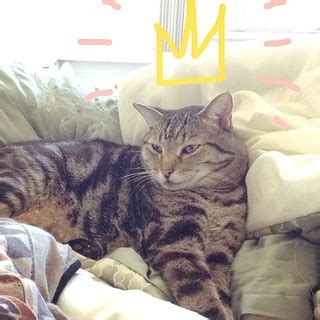 Phat Daddy Gay Porn King Dingo Consumerlawpc