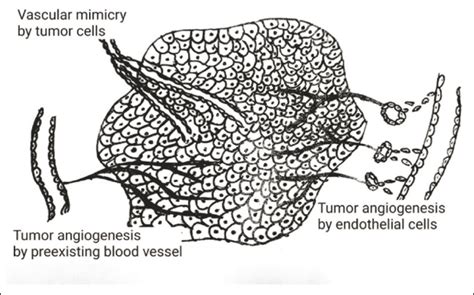 A Review On Cancer Stem Cells In Vasculogenic Mimicry Formation A New