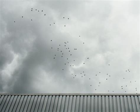 Premium Photo Distant View Of Birds Flying In Cloudy Sky