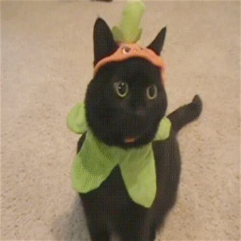 Halloween Cat on Make a GIF