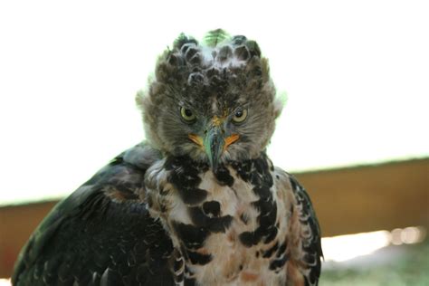 Birds of Prey: The African Crowned Eagle | hubpages