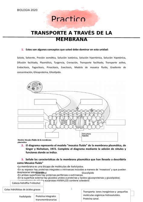 Transporte Celular Transporte A Trav S De La Membrana Estos Son