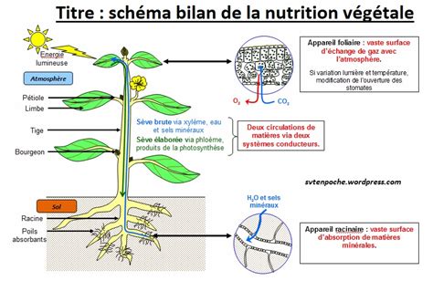 La Nutrition Chez Les Végétaux Vive Les Svt Les Sciences De La Vie