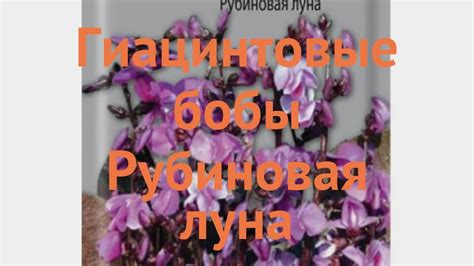 Бобы гиацинтовая Рубиновая луна (rubinovaya luna) 🌿 обзор: как сажать ...