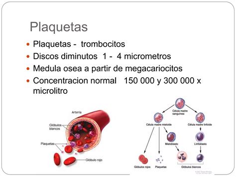 Hemostasia Y Coagulacion Sanguinea Ppt