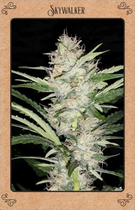 Skywalker Auto Flower Feminized Southern Oregon Seeds