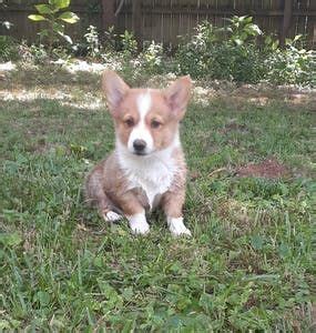 How to train a corgi corgi puppy training timeline – Artofit