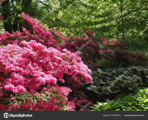 Azalea Different Colors Different Sizes Stock Photo by ©Schwerin 210457810