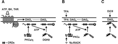 Models For Dgk Translocation From The Cytoplasm To The Plasma Membrane Download Scientific