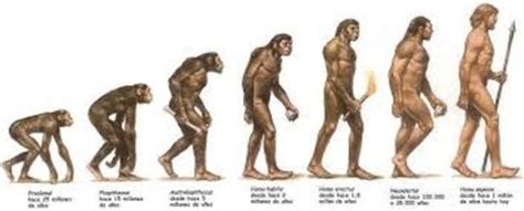 Evolución De Los Homínidos Timeline Timetoast Timelines