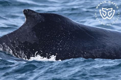 Migrating Humpbacks Whale Watch Western Australia