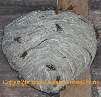 Wasp Nest Removal