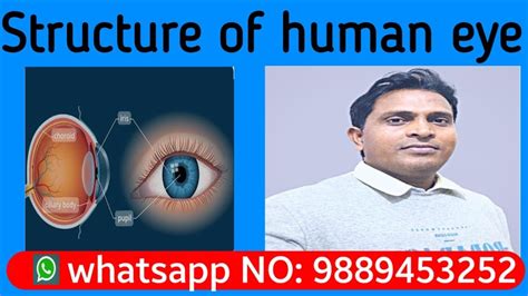 Structure Of Human Eye Youtube