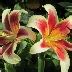Лилия Пэшн Мун: описание и характеристики сорта, особенности посадки и ...