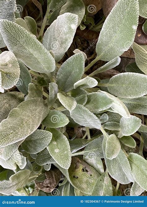 Lambâ€™s Ears, Stachys Byzantina or Stachys Olympica Plant Photo Stock