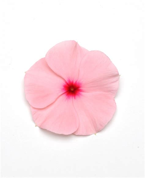 Vinca Titan Apricot – Vis Seed