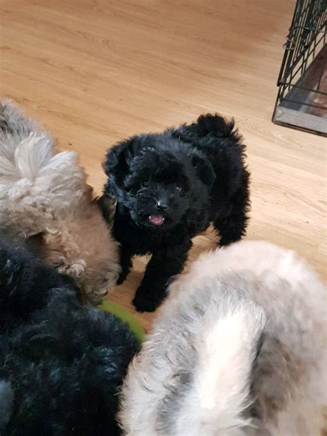 Pomapoo pomeranian x toy poodle | in Bradford, West Yorkshire | Gumtree