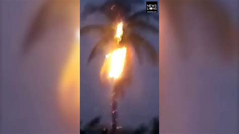 Watch Scary Moment Coconut Tree Catches Fire As Lightning Strikes In