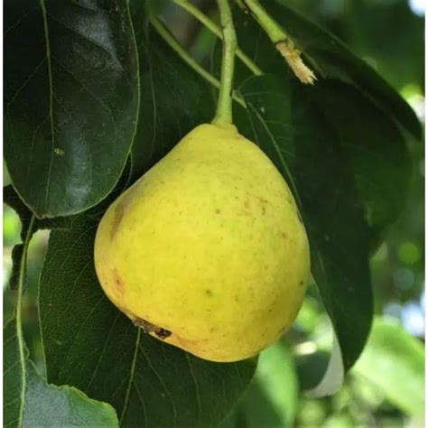 7 Best Varieties Of Pear Trees To Grow In Florida