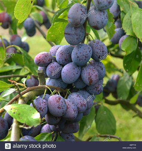 Plum Tree Varieties Stock Photos & Plum Tree Varieties Stock Images - Alamy