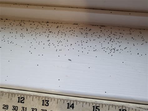 Termite Droppings Window Sill