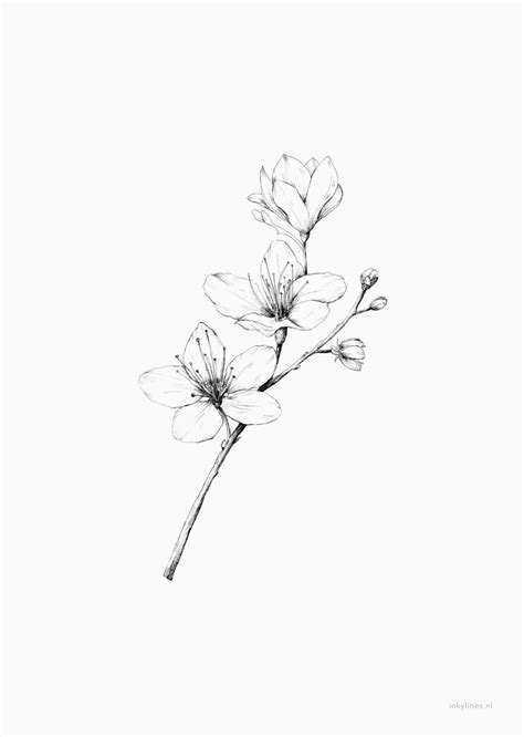 Tattoo Idea Blossom Tattoo Sakura Tattoo Cherry Blossom Tattoo