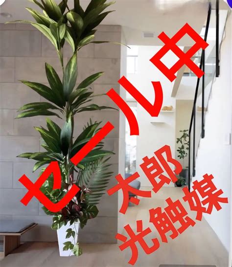 限定モデル 光触媒 人工観葉植物 ウォールグリーン フェイクフラワー フェニックス18 Asakusasubjp