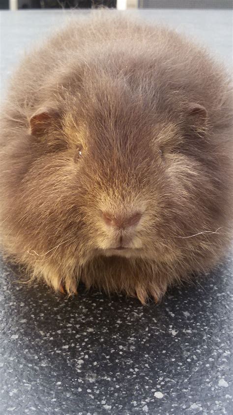 Pin Op Ch Teddy Guinea Pig Cavia