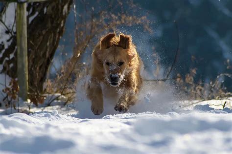 Dog Winter Snow Nature Animal Fun Play Run Pikist