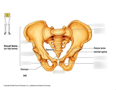 Coxal Bone Hip Diagram Quizlet