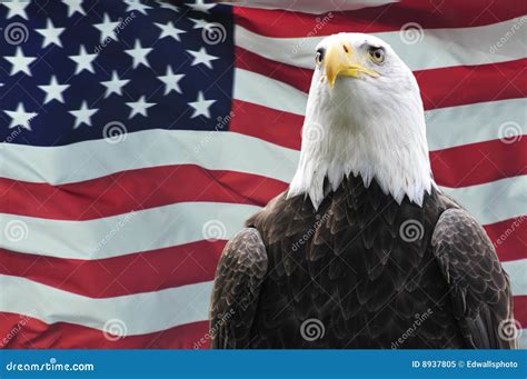 Bald Eagle And USA Flag Stock Image | CartoonDealer.com #8937805