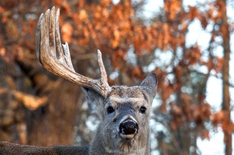 When Do Deer Shed Their Antlers? The Factors That Affect The Yearly Shedding Process - Wide Open ...