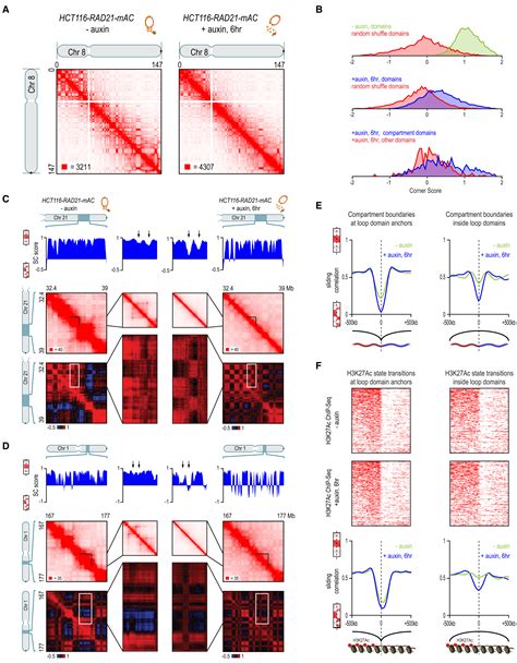 Cohesin Loss Eliminates All Loop Domains Cell